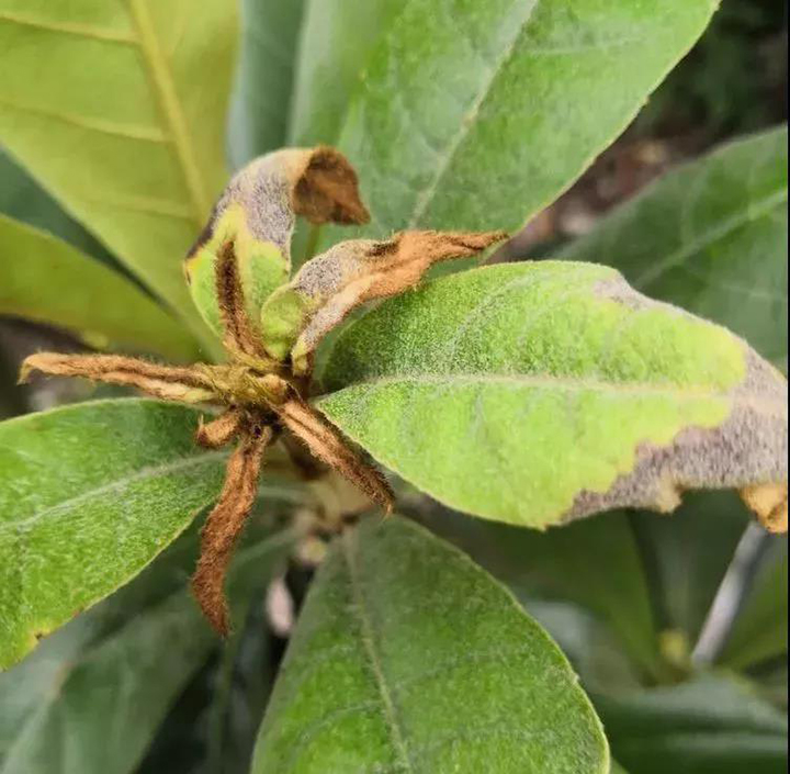 枇杷植株新叶抽发困难，软弱无力，同时枇杷的缺素症，尤其在新叶上表现尤为明显